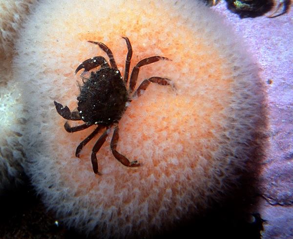 Photo of a small crab underwater.